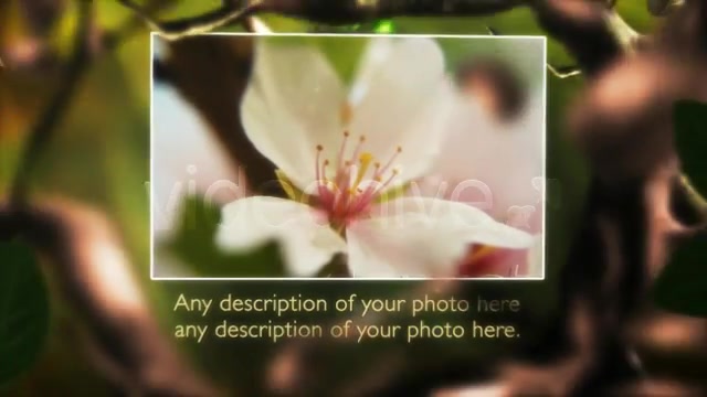 Butterfly Forest - Download Videohive 168102