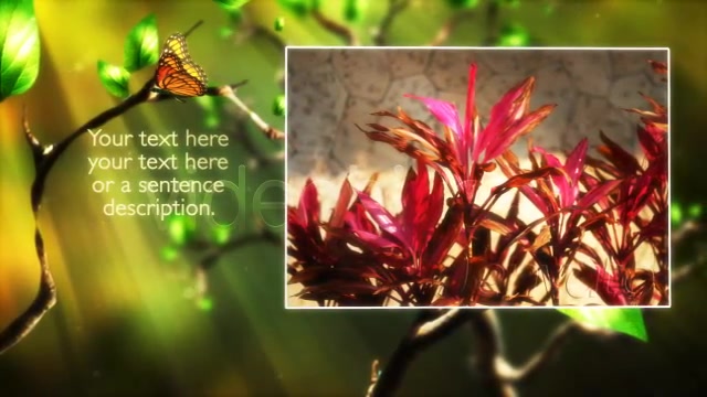 Butterfly Forest - Download Videohive 168102