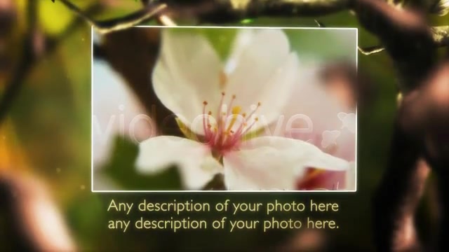 Butterfly Forest - Download Videohive 168102