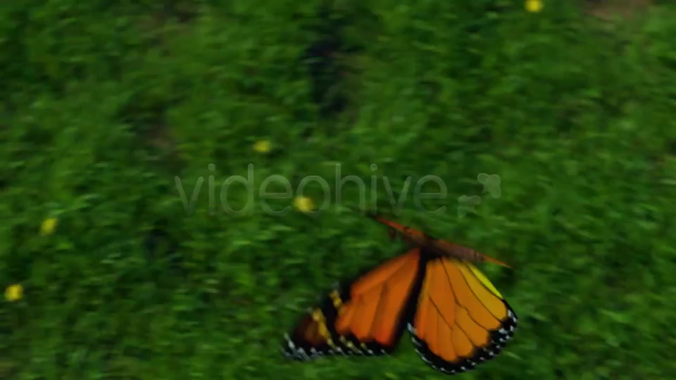 Butterfly Logo Reveal - Download Videohive 6735223