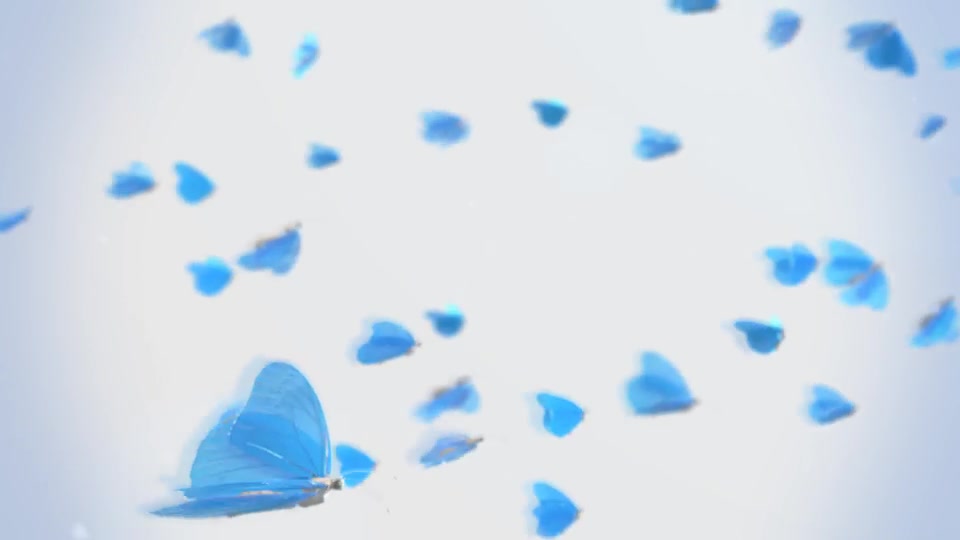 Butterfly Logo Reveal Premiere Pro Videohive 23000561 Premiere Pro Image 3