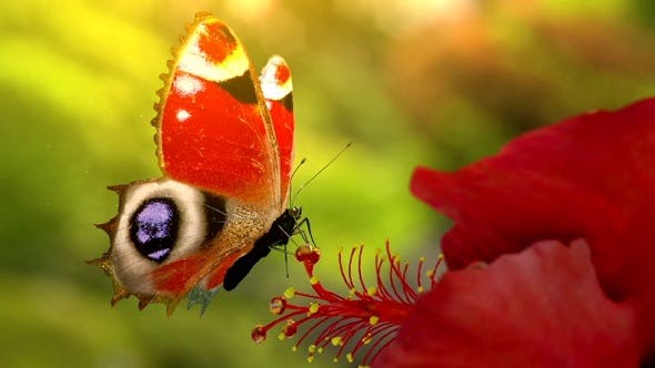 Butterfly Logo - Videohive Download 19552630