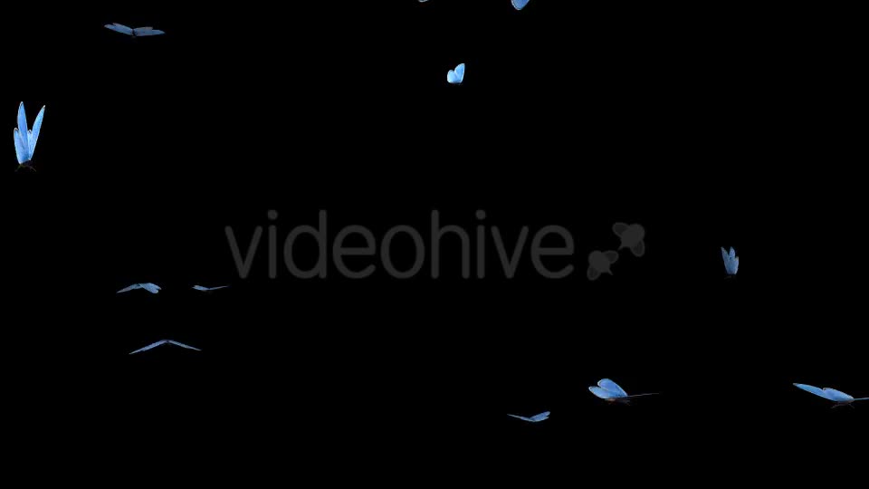 Butterfly Swarm Blue Adonis Pack of 2 Videohive 10181732 Motion Graphics Image 1