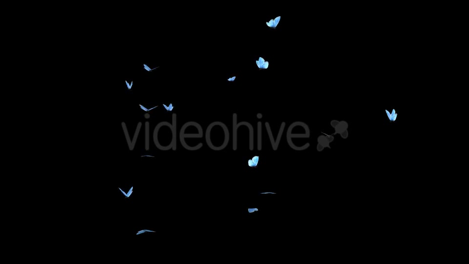 Butterfly Swarm Blue Adonis Pack of 2 Videohive 10181732 Motion Graphics Image 12