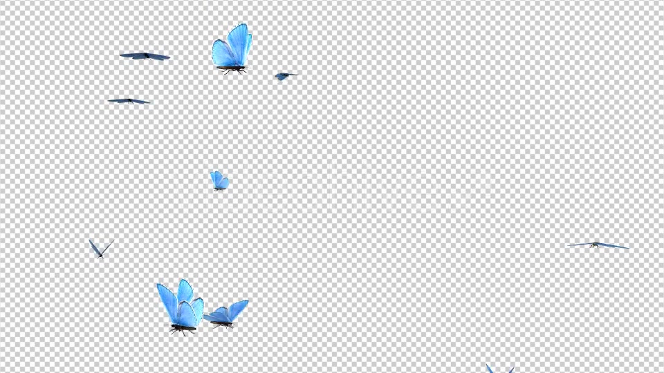 Butterfly Swarm Blue Adonis Pack of 2 Videohive 10181732 Motion Graphics Image 4