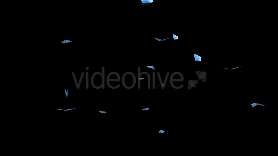 Butterfly Swarm Blue Adonis Pack of 2 Videohive 10181732 Motion Graphics Image 5