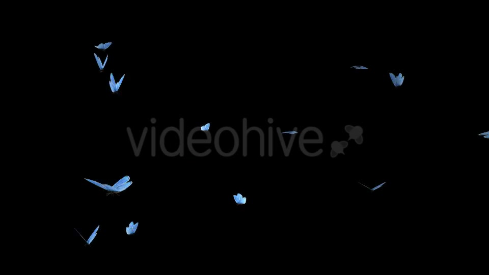 Butterfly Swarm Blue Adonis Pack of 2 Videohive 10181732 Motion Graphics Image 6