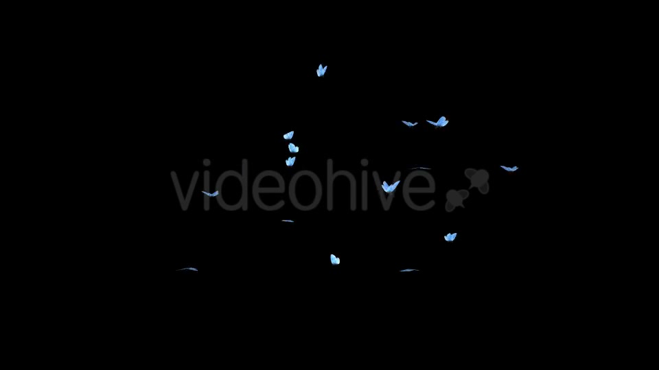 Butterfly Swarm Blue Adonis Pack of 2 Videohive 10181732 Motion Graphics Image 8