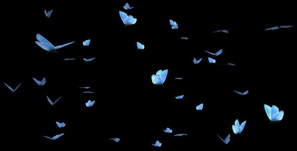 Butterfly Swarm Blue Adonis Pack of 2 - 10181732 Download Videohive