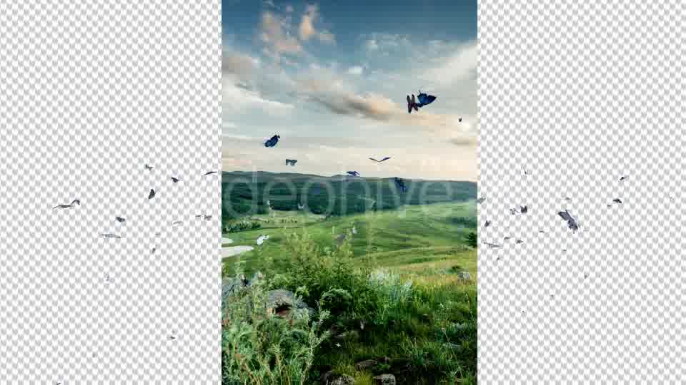 Butterfly Videohive 19680532 Motion Graphics Image 10