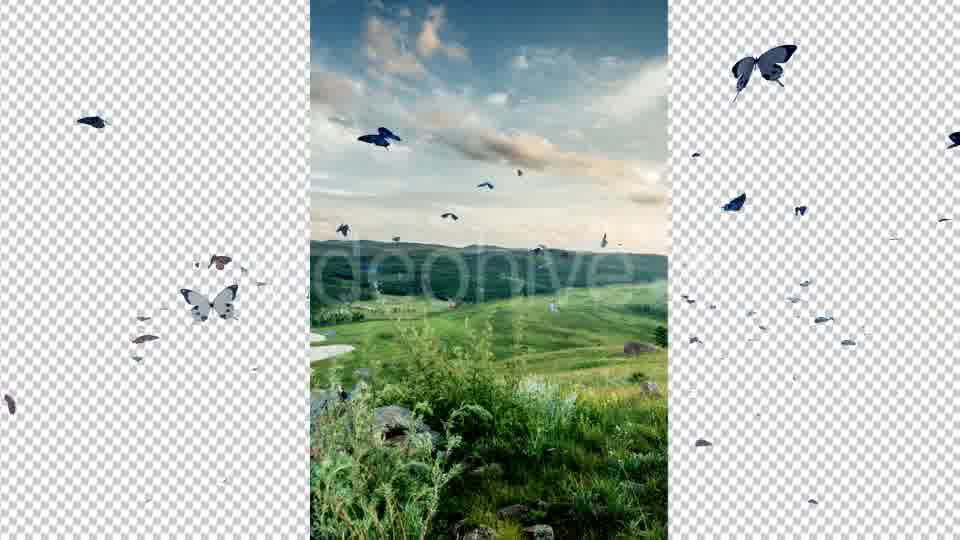 Butterfly Videohive 19680532 Motion Graphics Image 11