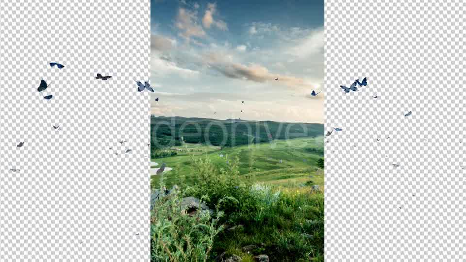 Butterfly Videohive 19680532 Motion Graphics Image 8