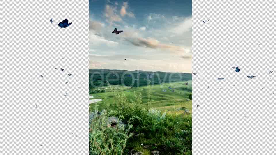 Butterfly Videohive 19680532 Motion Graphics Image 9