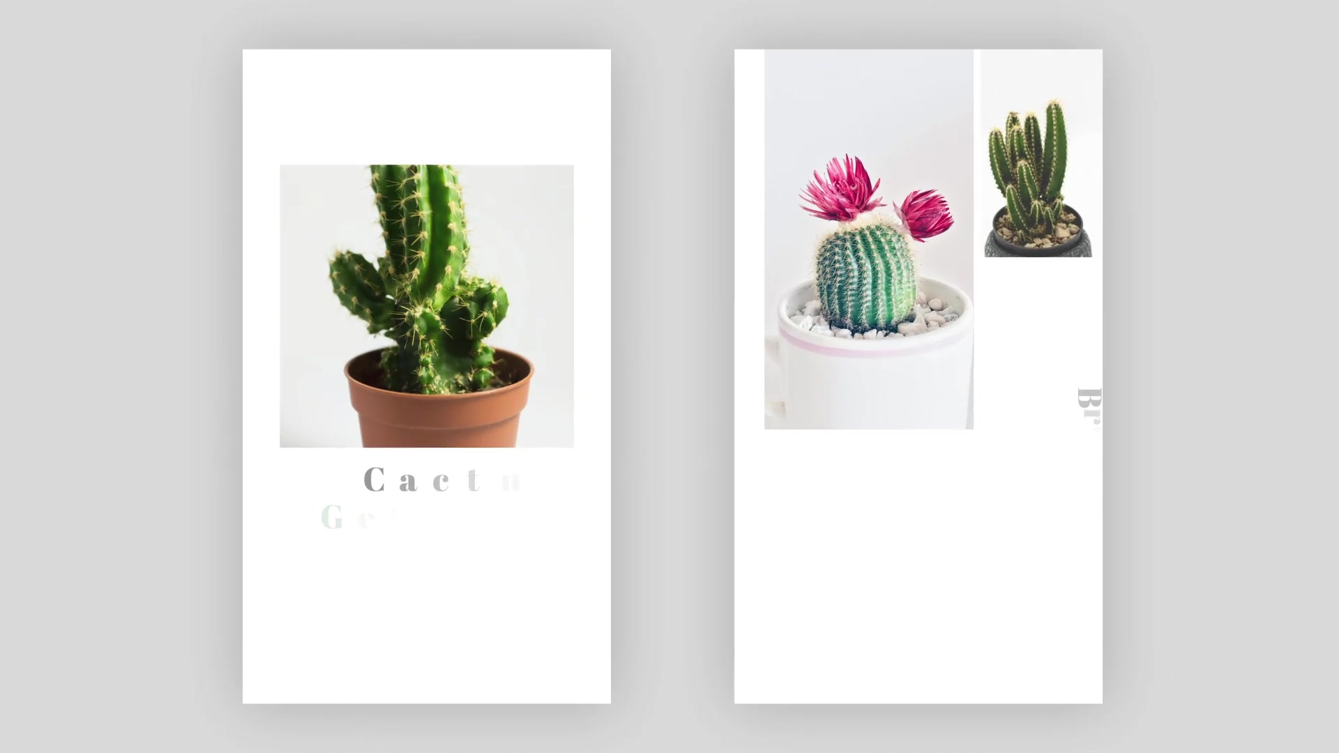 Cactus Instagram Story Pack Videohive 33211459 After Effects Image 5