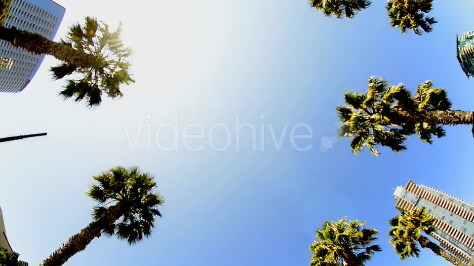 California Tropical Palm Trees Driving  Videohive 10880399 Stock Footage Image 1