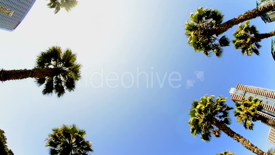 California Tropical Palm Trees Driving  Videohive 10880399 Stock Footage Image 2