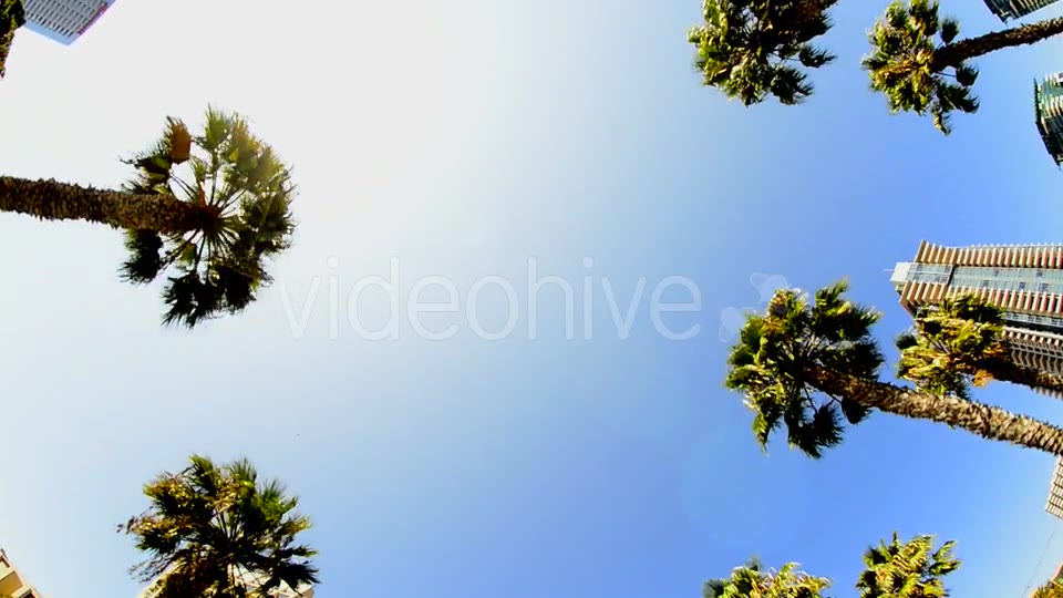 California Tropical Palm Trees Driving  Videohive 10880399 Stock Footage Image 3