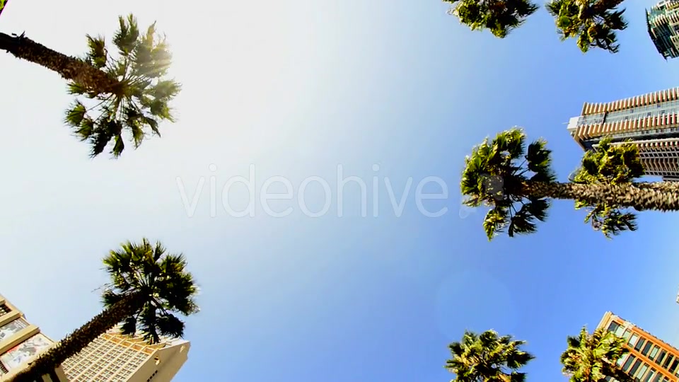 California Tropical Palm Trees Driving  Videohive 10880399 Stock Footage Image 4