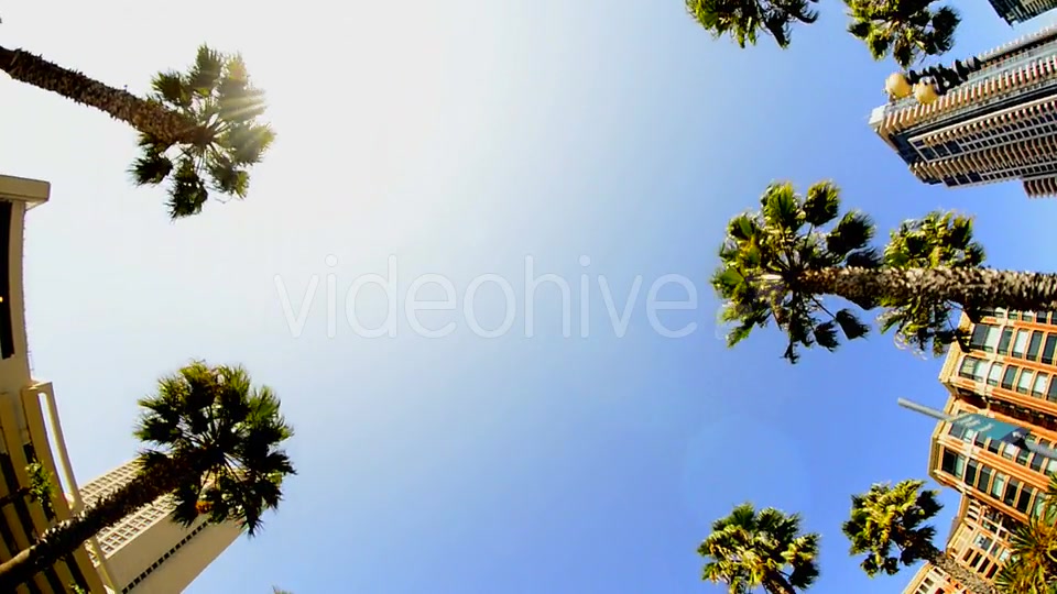 California Tropical Palm Trees Driving  Videohive 10880399 Stock Footage Image 5