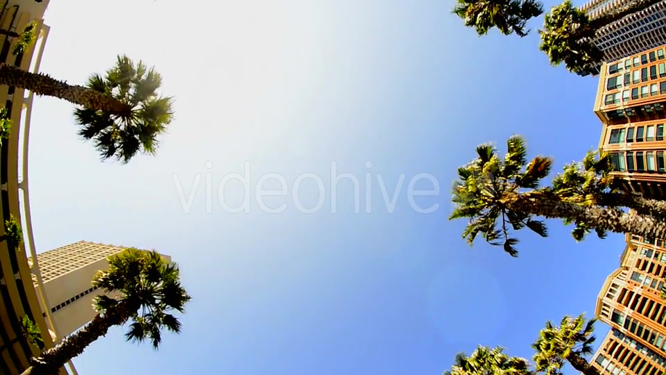 California Tropical Palm Trees Driving  Videohive 10880399 Stock Footage Image 6