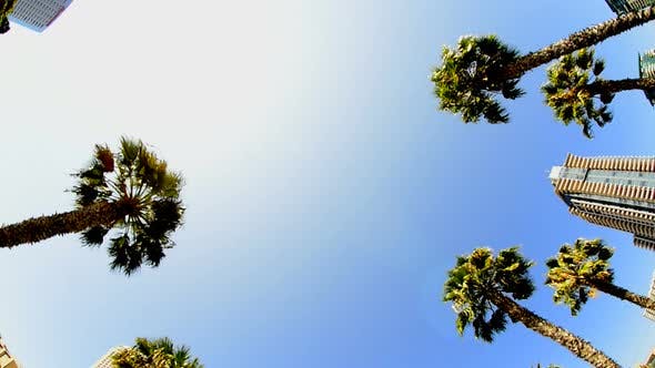 California Tropical Palm Trees Driving  - Videohive Download 10880399