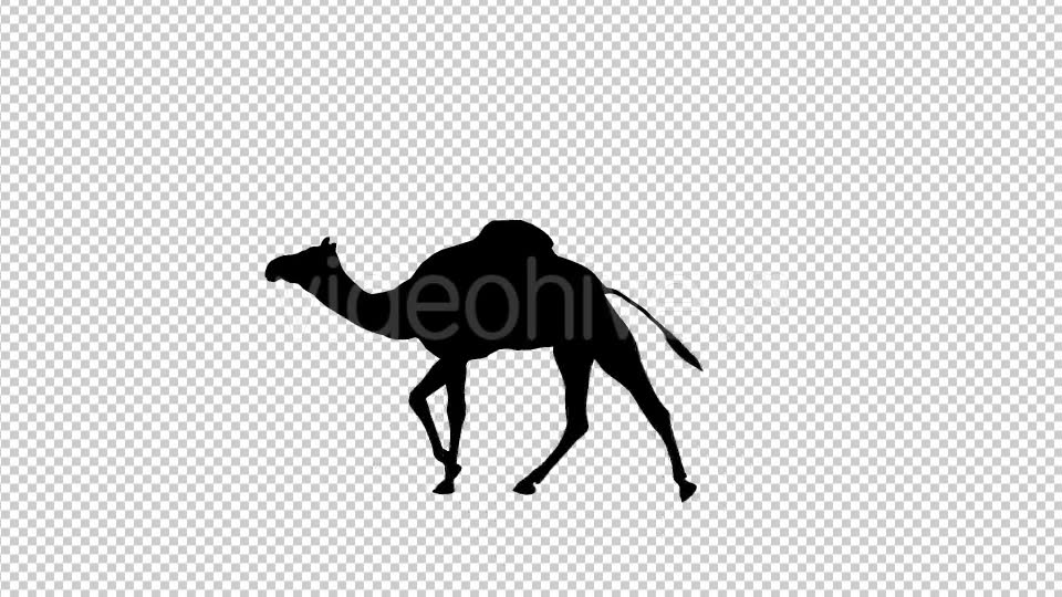 Camel Silhouette - Download Videohive 19491088
