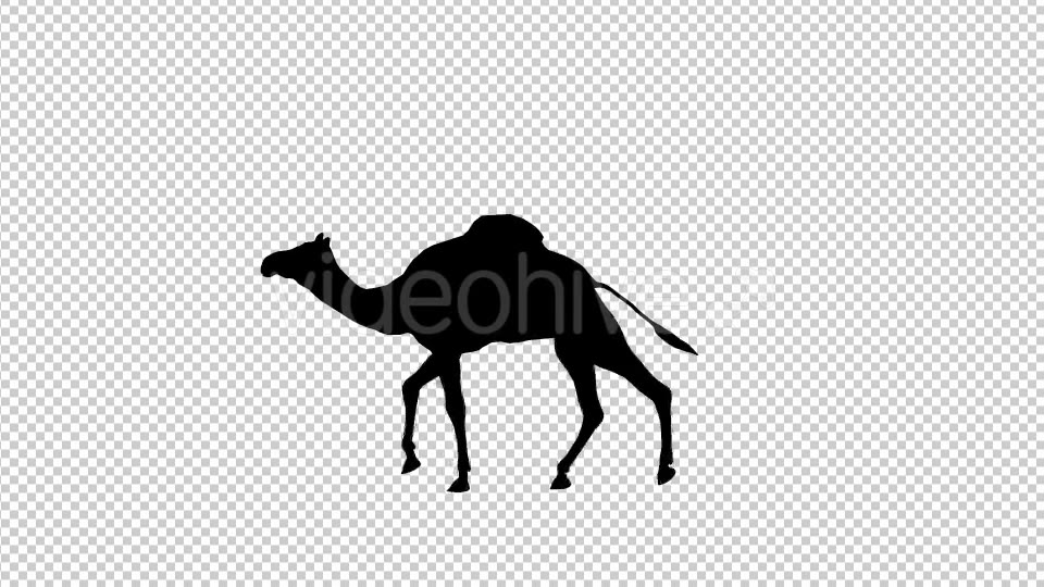 Camel Silhouette - Download Videohive 19491088