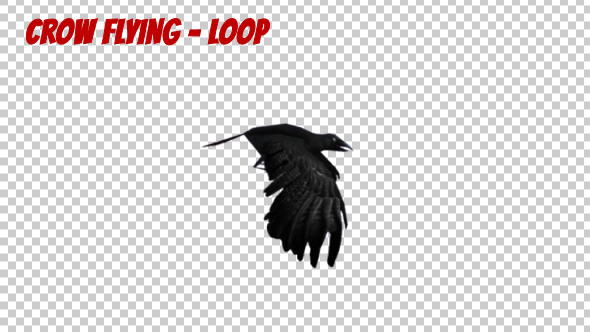 Cartoon Crow Flying - Download Videohive 19900146