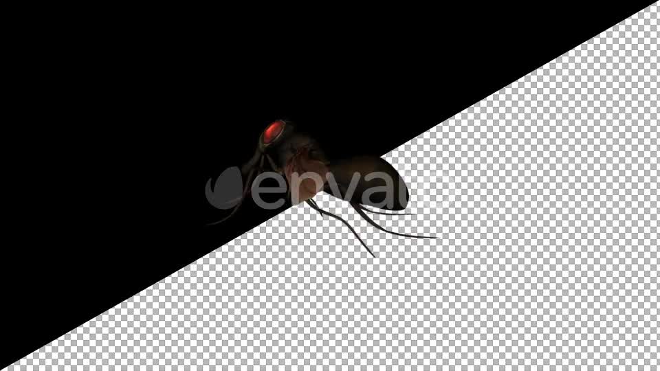 Cartoon Fly - Download Videohive 21626572