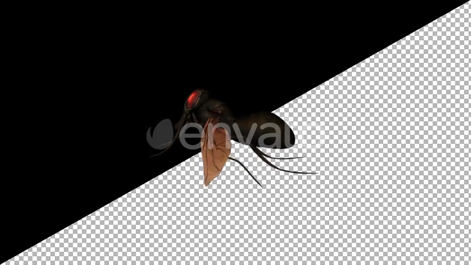 Cartoon Fly - Download Videohive 21626572