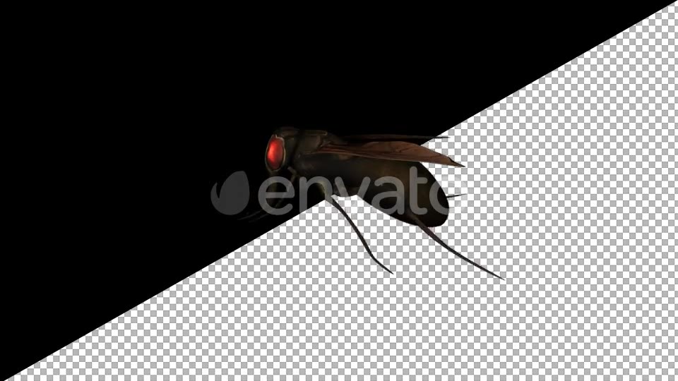 Cartoon Fly Walk - Download Videohive 21626886