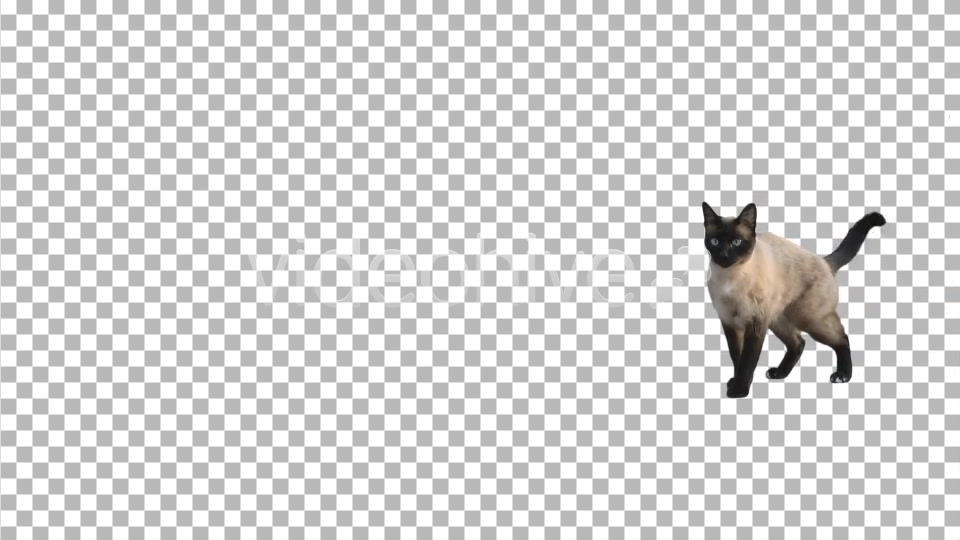 Cat  Videohive 2608145 Stock Footage Image 5