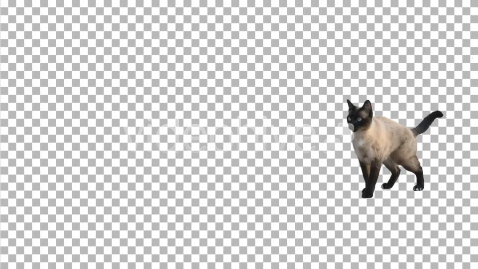 Cat  Videohive 2608145 Stock Footage Image 6