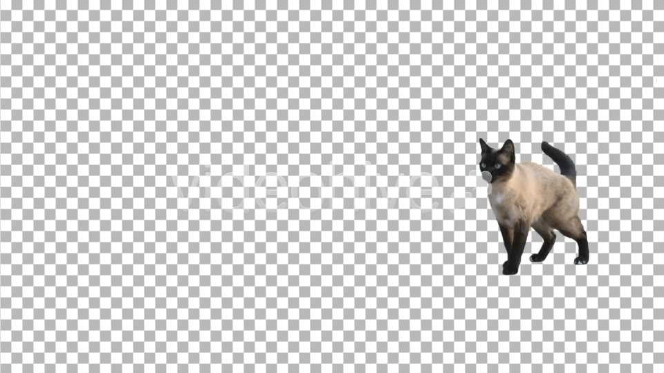 Cat  Videohive 2608145 Stock Footage Image 8