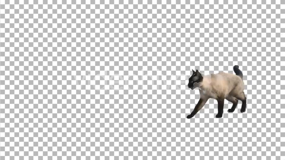 Cat  Videohive 2608145 Stock Footage Image 9