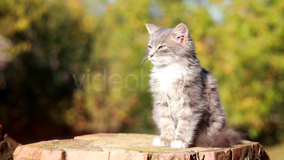 Cat on a Fence  - Download Videohive 3250632