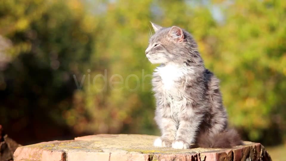 Cat on a Fence  - Download Videohive 3250632