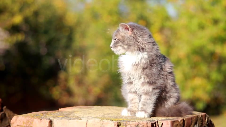 Cat on a Fence  - Download Videohive 3250632