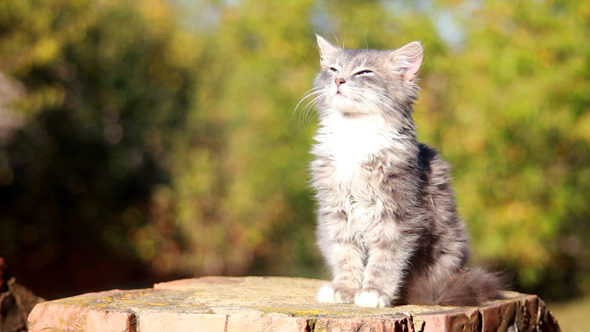 Cat on a Fence  - Download Videohive 3250632