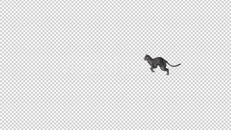 Cat Running - Download Videohive 21229770