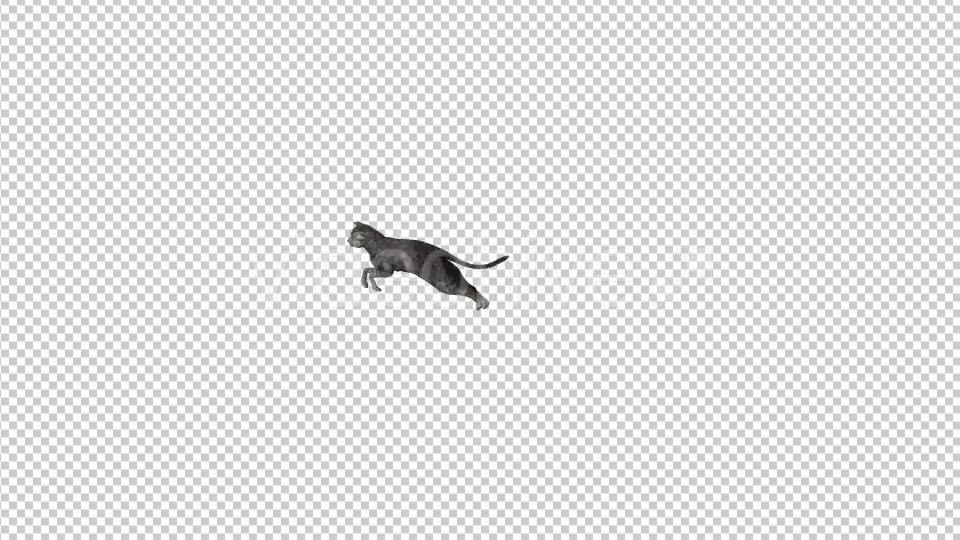 Cat Running - Download Videohive 21229770