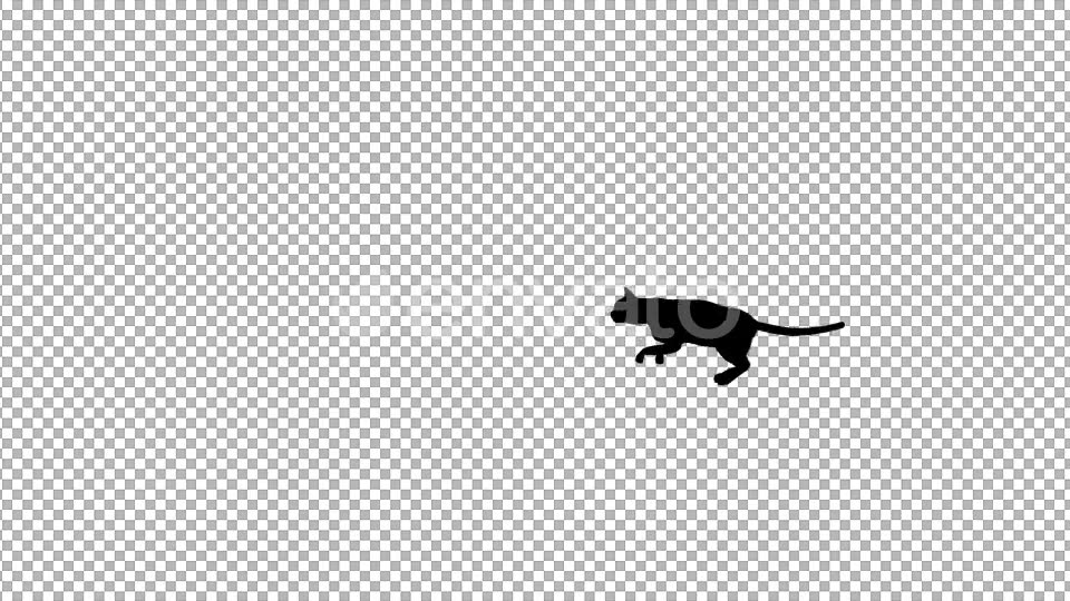 Cat Silhouette Running - Download Videohive 22011137
