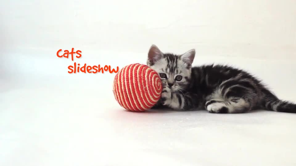 Cats Slideshow - Download Videohive 18983291