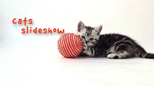 Cats Slideshow - Download Videohive 18983291