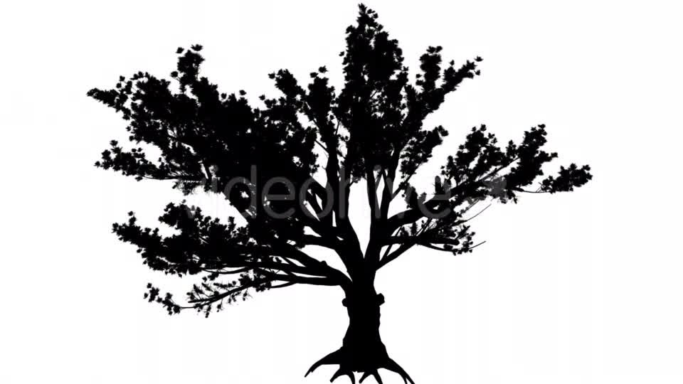 Cedar of Lebanon Cedrus Libani Evergreen - Download Videohive 15390770