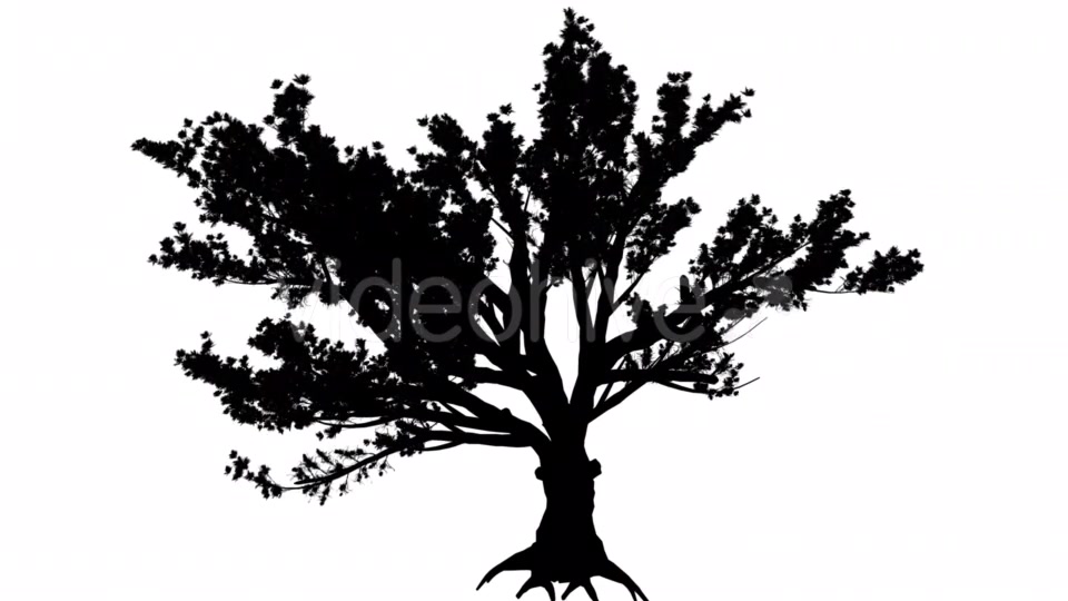 Cedar of Lebanon Cedrus Libani Evergreen - Download Videohive 15390770
