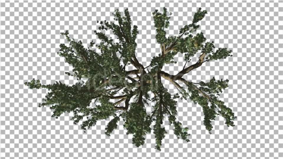 Cedar of Lebanon Tree Crown Top Down is Swaying - Download Videohive 14753552