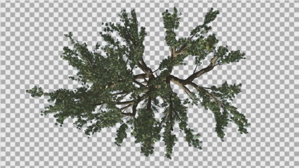 Cedar of Lebanon Tree Crown Top Down is Swaying - Download Videohive 14753552