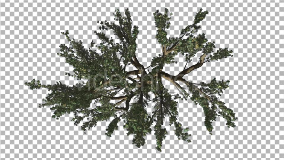 Cedar of Lebanon Tree Crown Top Down is Swaying - Download Videohive 16933514