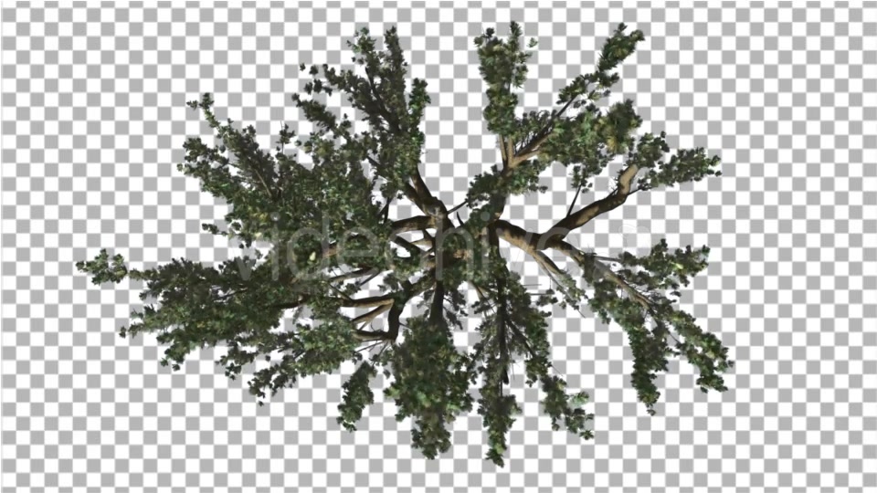 Cedar of Lebanon Tree Crown Top Down is Swaying - Download Videohive 16933514